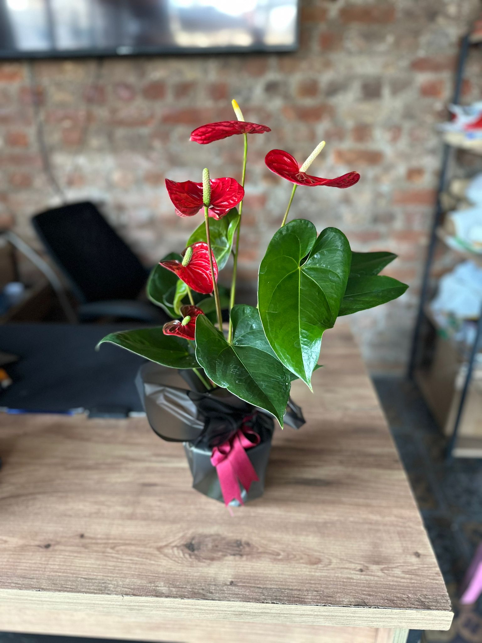 Küçük Boy Antoryum