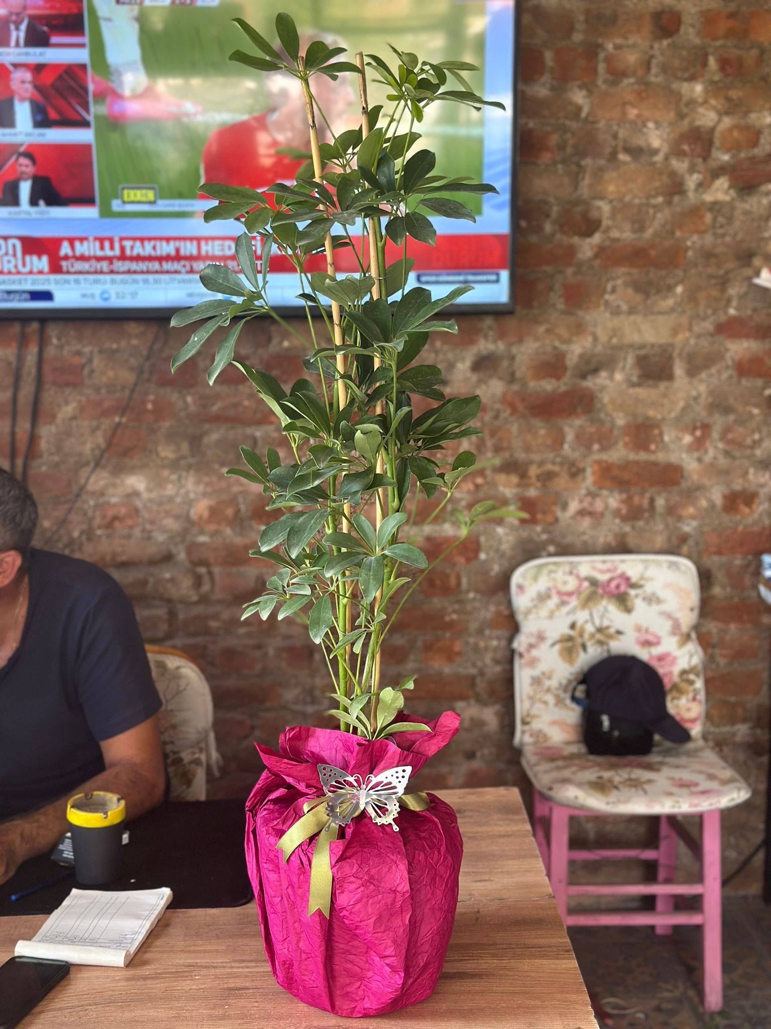 İthal İkili Şeflera