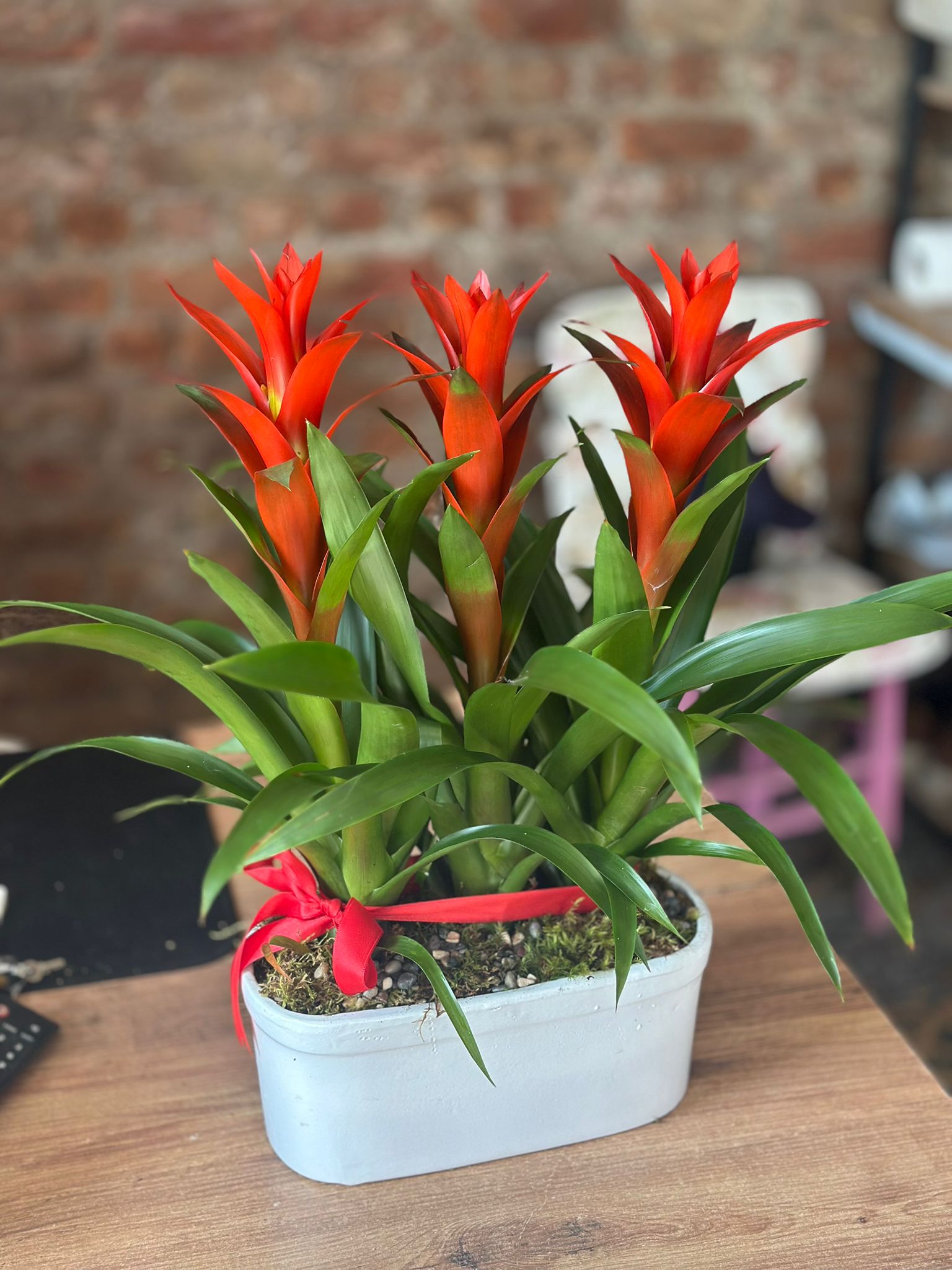 Özel Seramikte Üçlü Guzmania Arajmanı