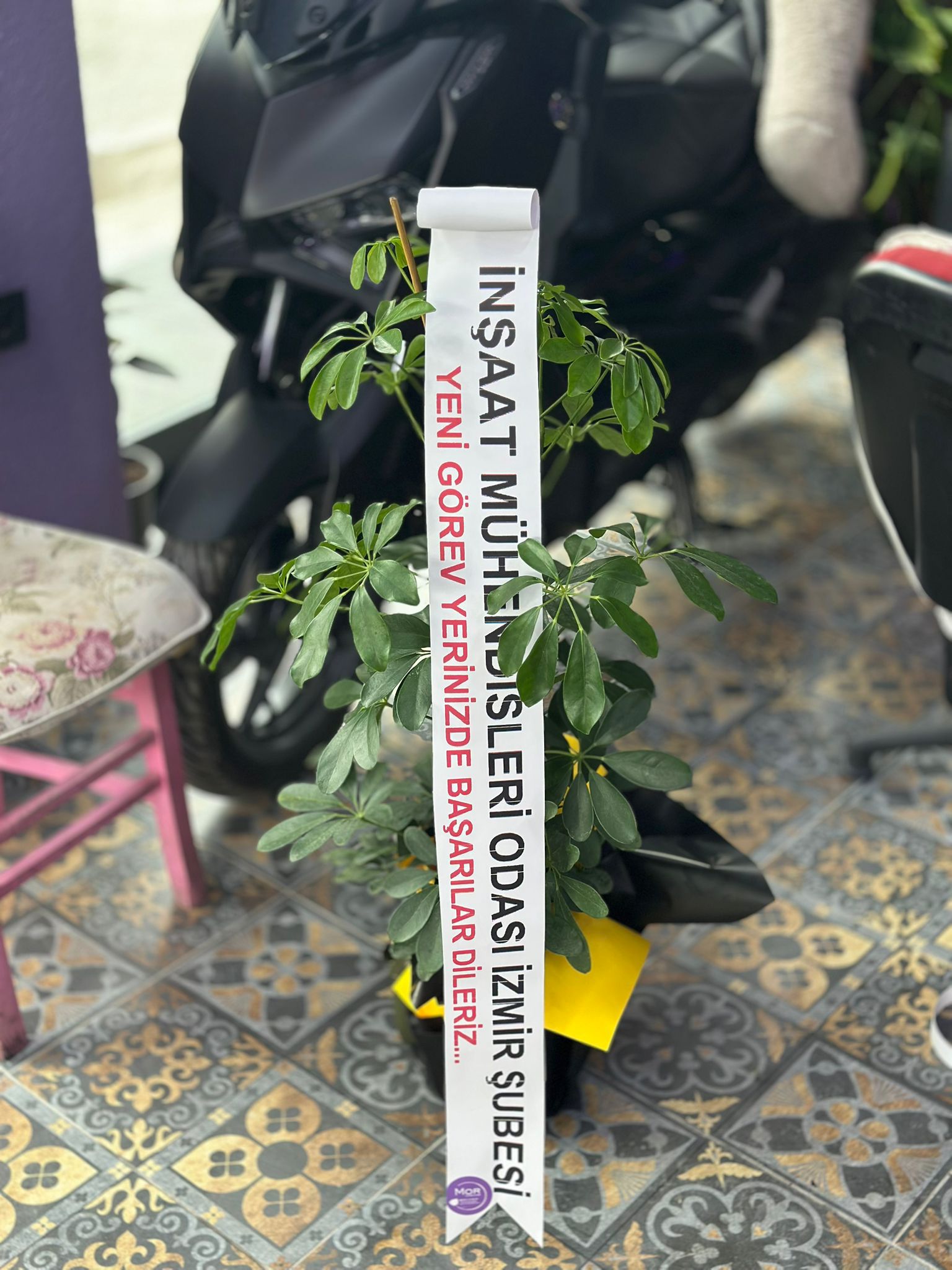 İthal İkili Şeflera Açılış