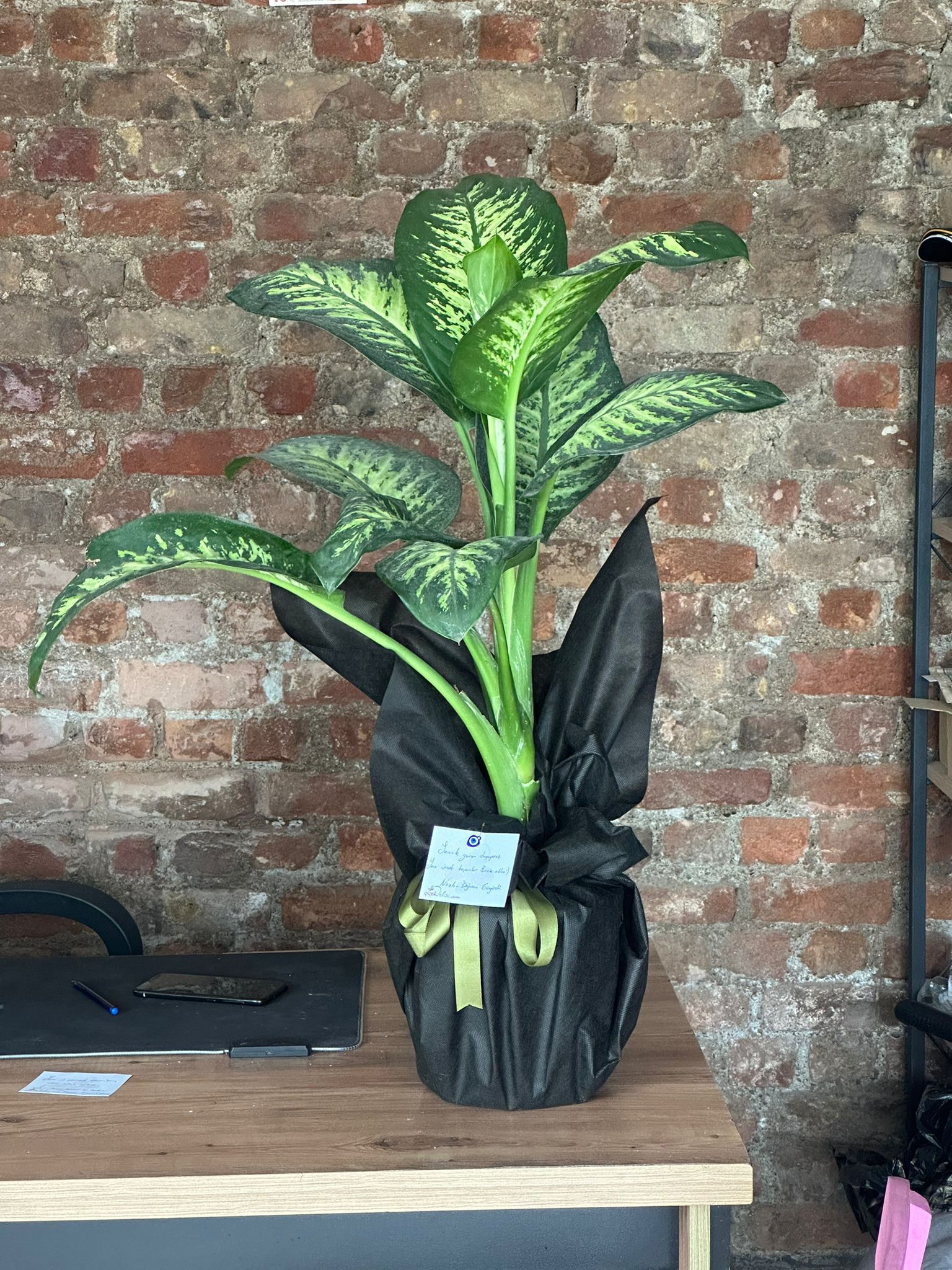 İthal Büyük Boy Tropik