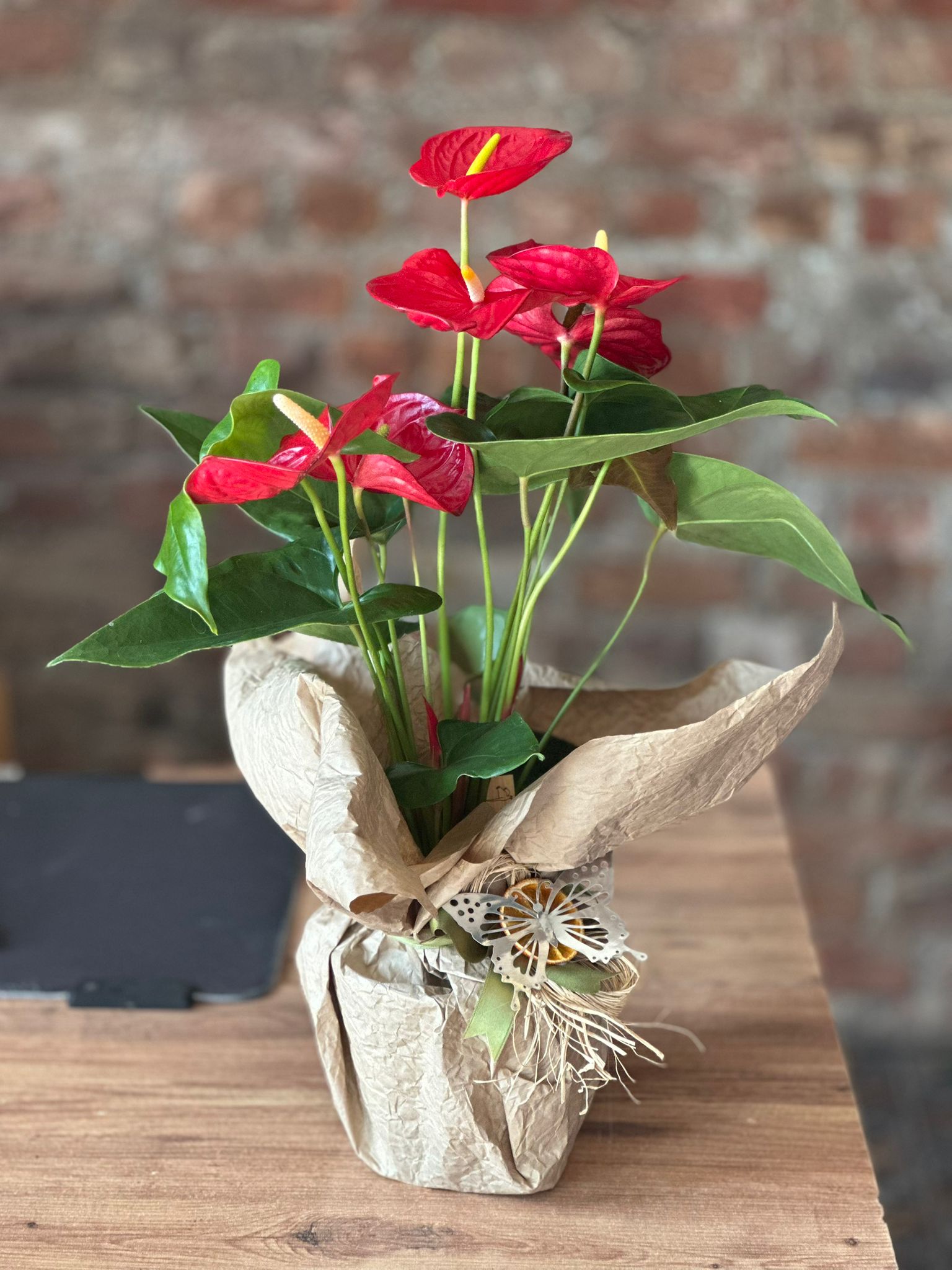 Orta Boy İthal Antoryum